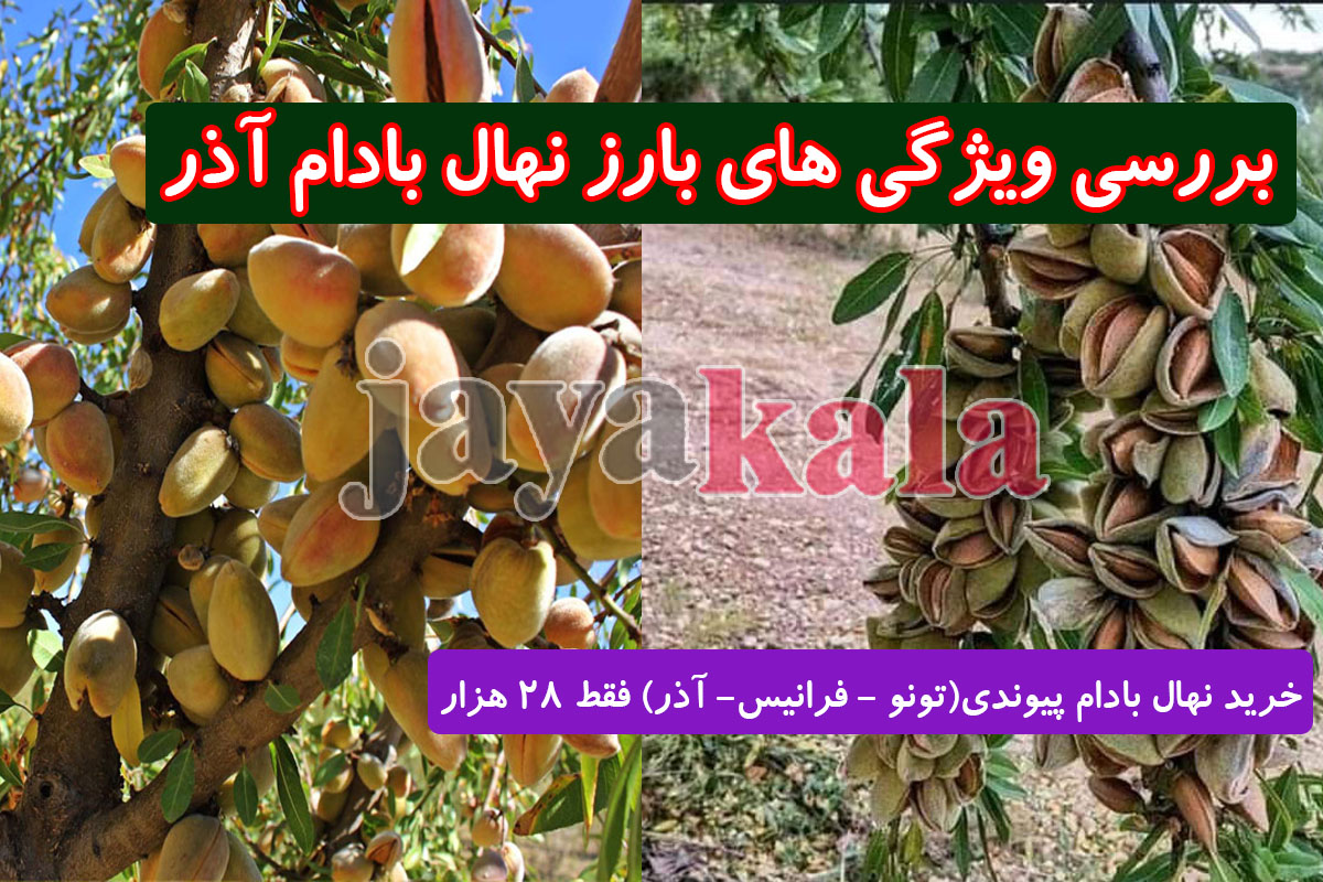 بررسی ویژگی های بارز نهال بادام آذر