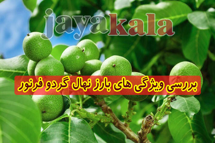 بررسی ویژگی های بارز نهال گردو فرنور