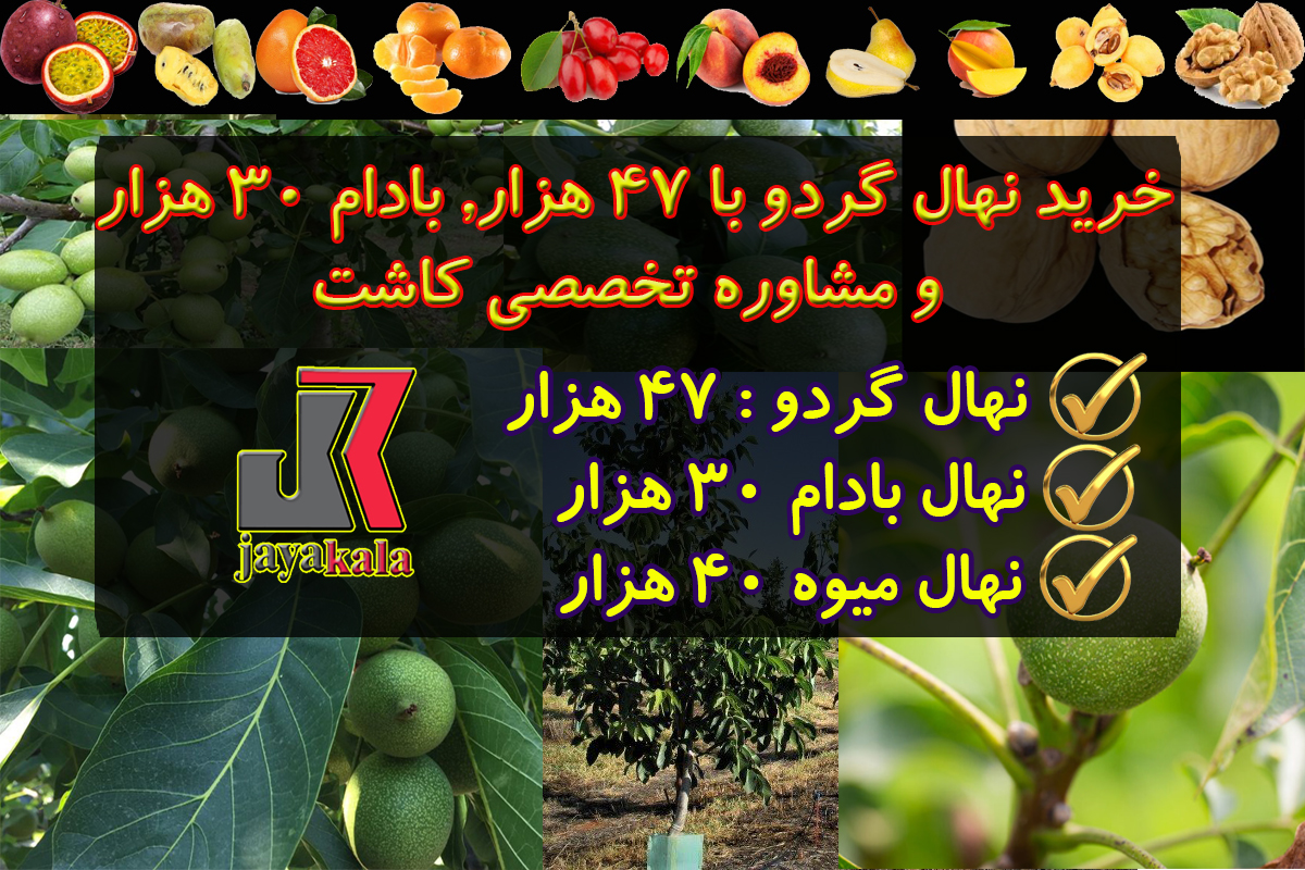 خرید نهال گردو با 47 هزار و مشاوره تخصصی کاشت