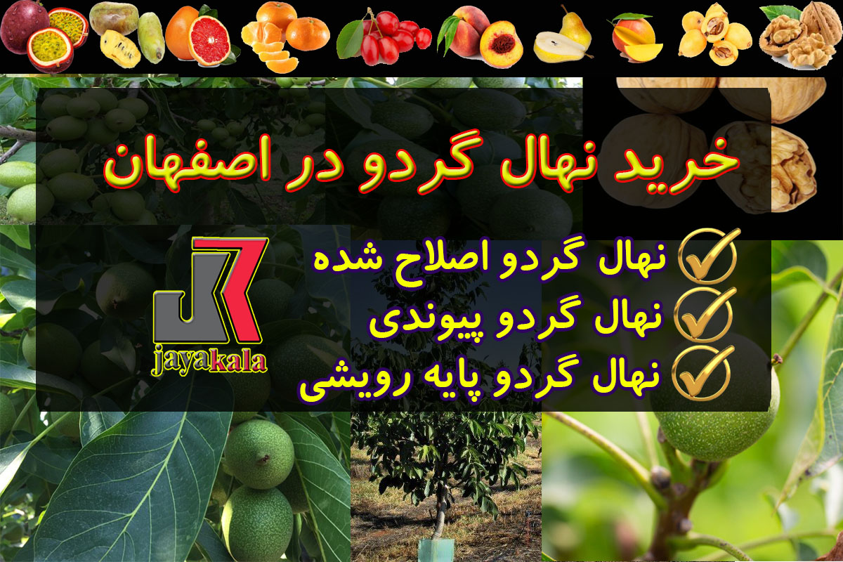 خرید نهال گردو در اصفهان