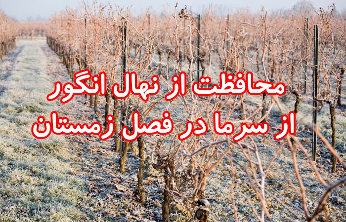 محافظت از نهال انگور از سرما در فصل زمستان