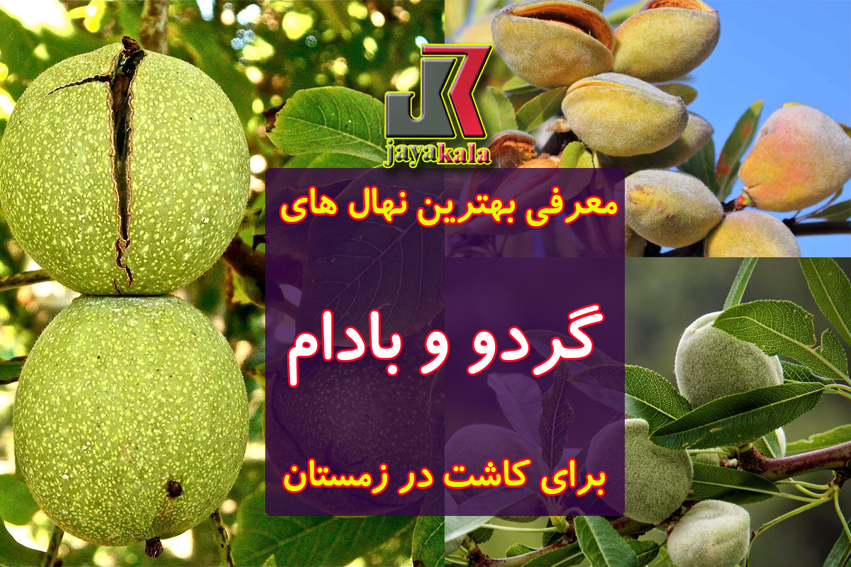 معرفی بهترین نهال های گردو و بادام برای کاشت در زمستان