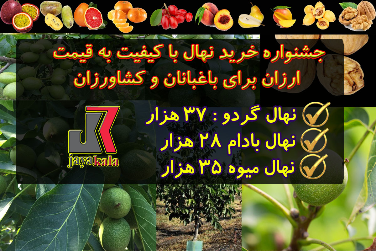 چرا خرید نهال از نهالستان شرکتی جایا کالا ارزانتر از همه جا هست