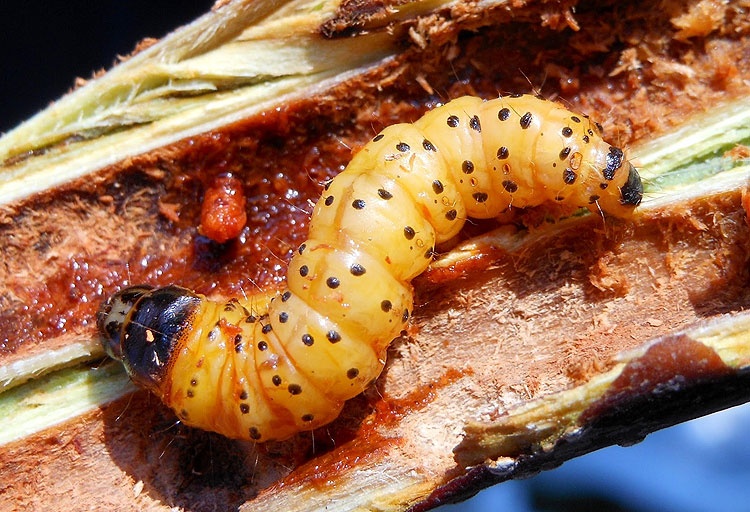 کرم خراط و آسیب های آن به درخت گردو و راههای مقابله با آن