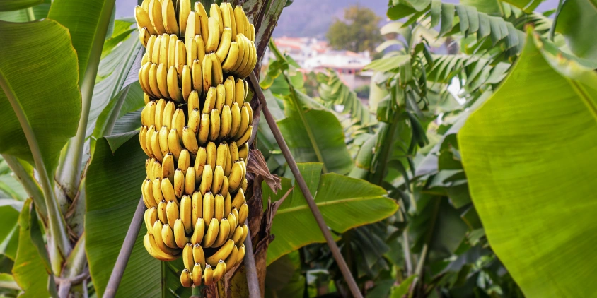نکات مهم در مراقبت و نگهداری از نهال موز