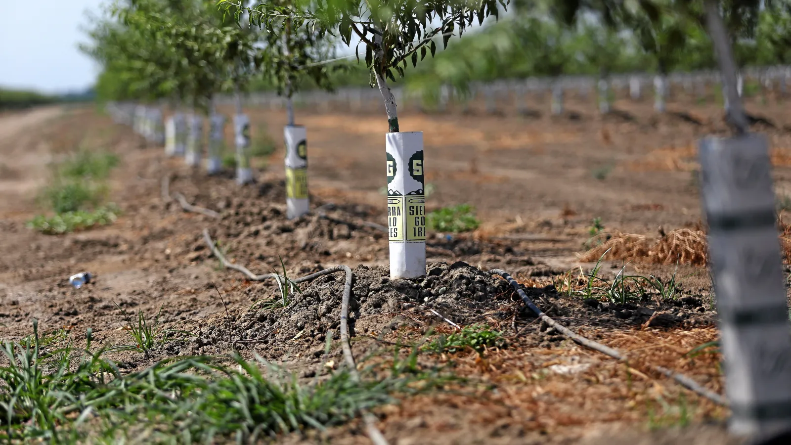 مراقبت از نهال بادام فرانیس