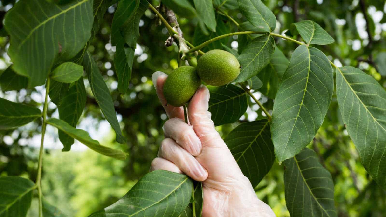 اقدامات پیشگیری در برابر بیماری‌های نهال گردو