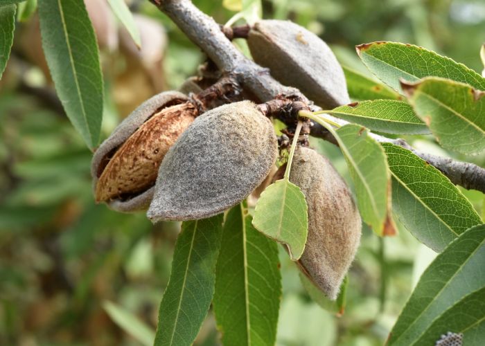 حفاظت از نهال بادام در برابر آفات و بیماری‌ها