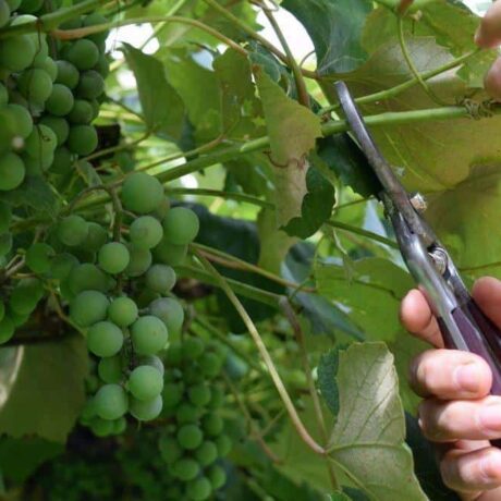 هرس نهال انگور چه موقع هست و مزایای آن چیست