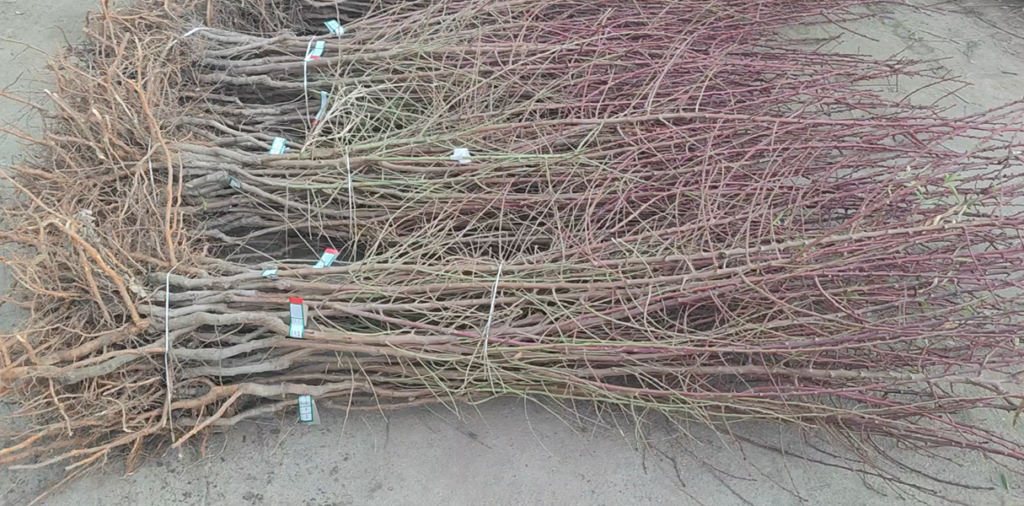 بررسی ویژگی های بارز نهال بادام تونو-3