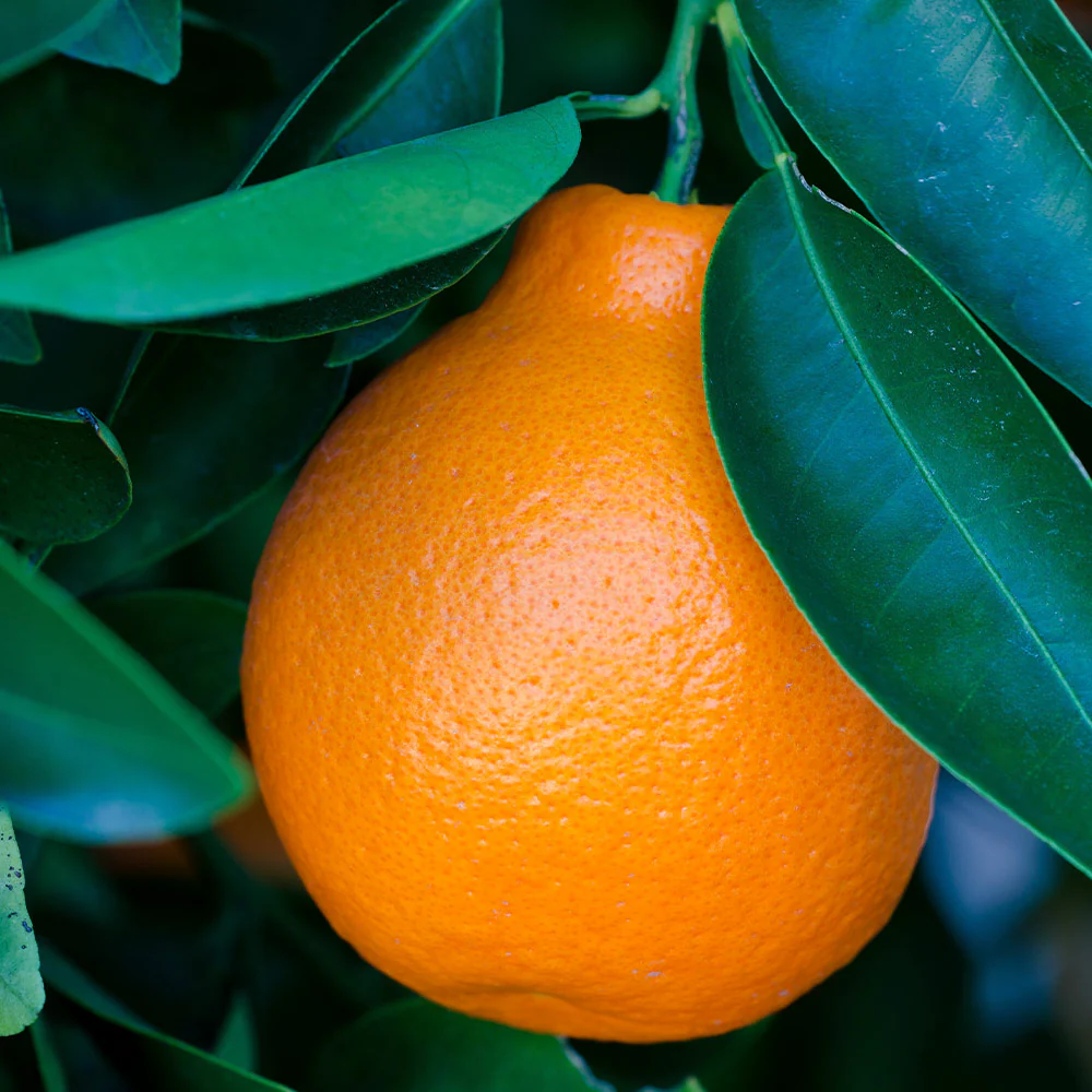 تأثیرات محیطی بر رشد و توسعه نهال نارنگی تانجلو