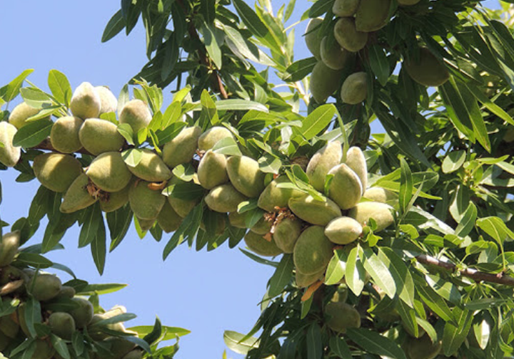 بررسی ویژگی های بارز نهال بادام فرانیس