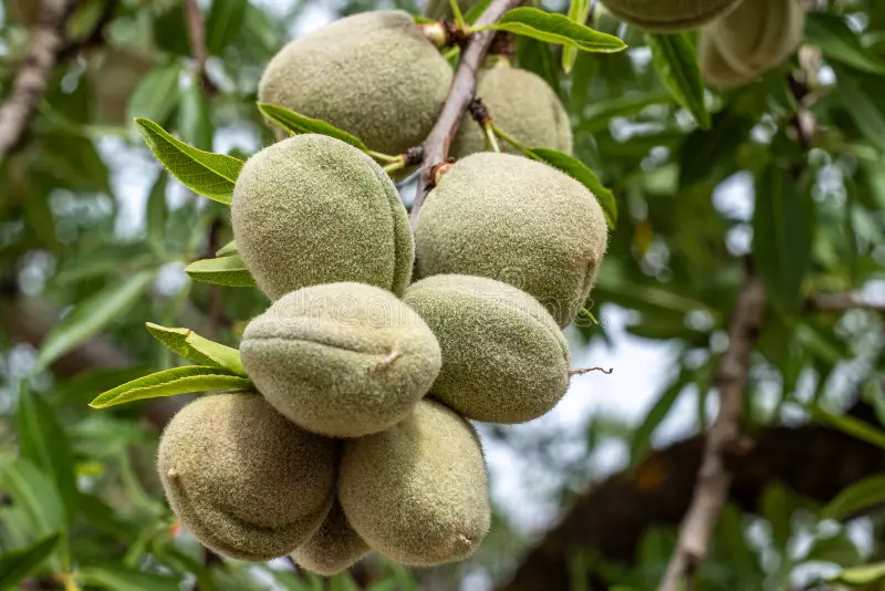 روش های بهترین نگهداری از نهال بادام آذر خوشه ای