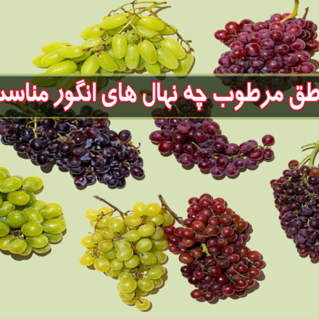 برای مناطق مرطوب چه نهال های انگور مناسب هست