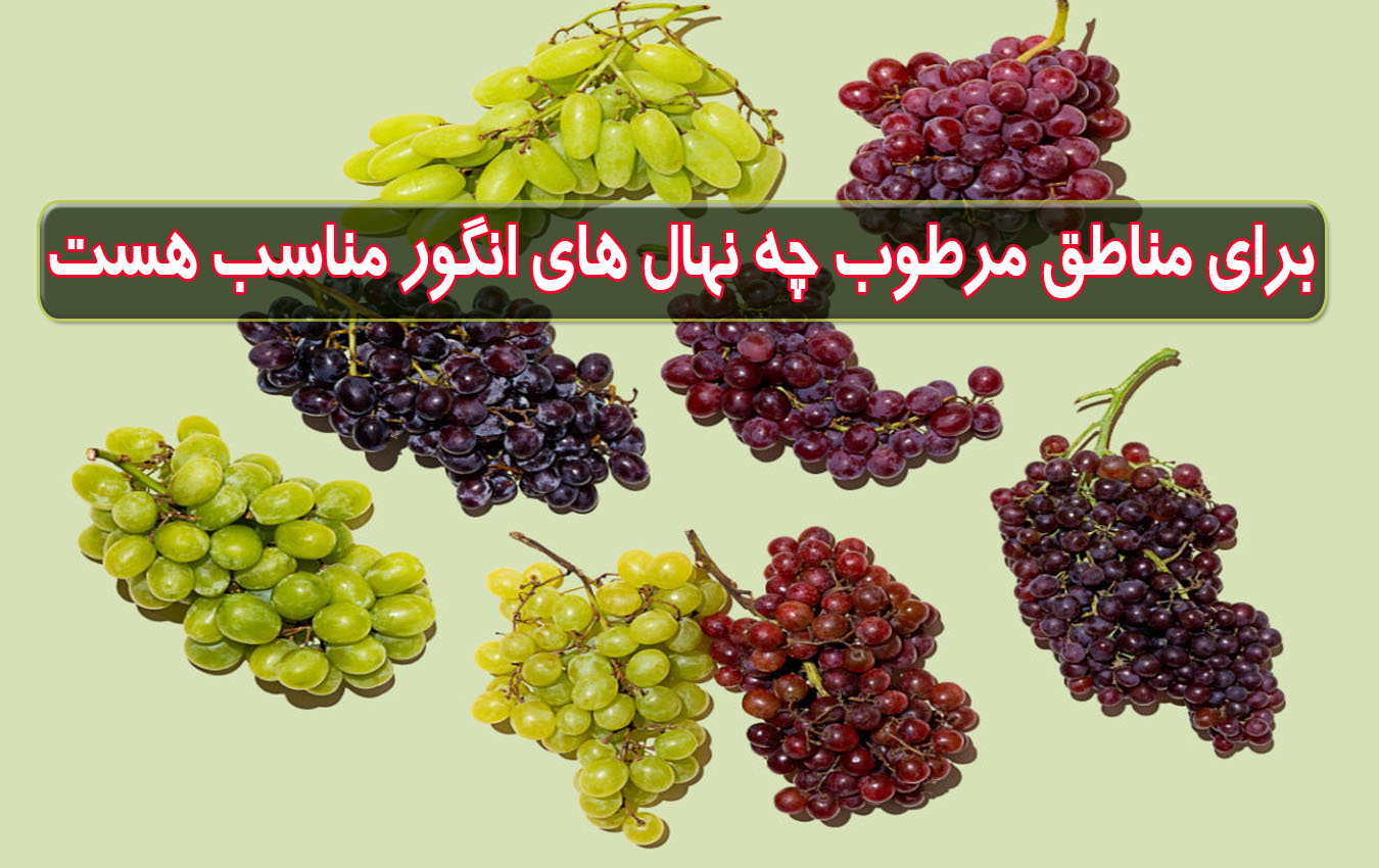برای مناطق مرطوب چه نهال های انگور مناسب هست