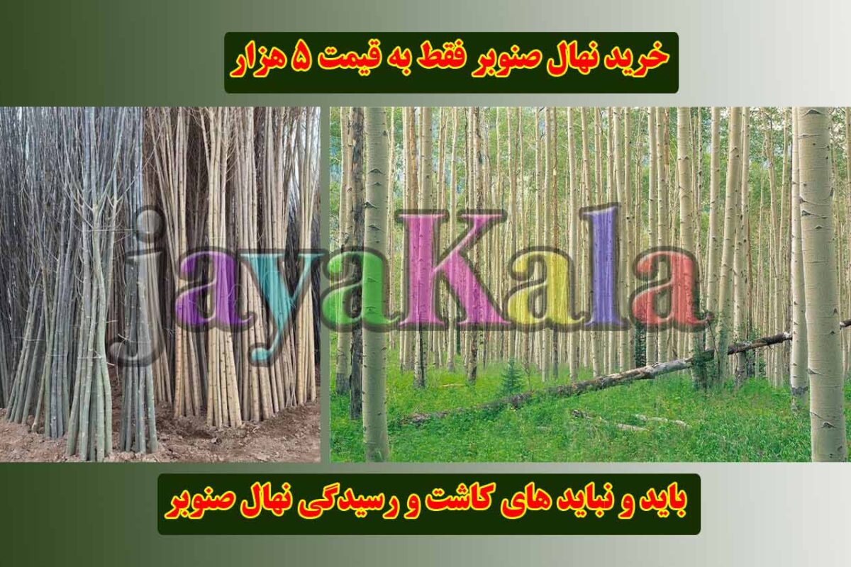 باید و نباید های کاشت و رسیدگی نهال صنوبر