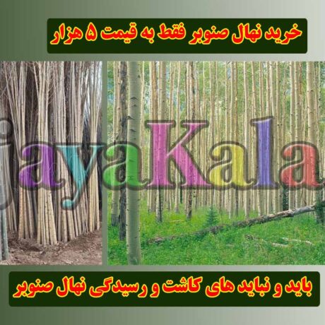 باید و نباید های کاشت و رسیدگی نهال صنوبر
