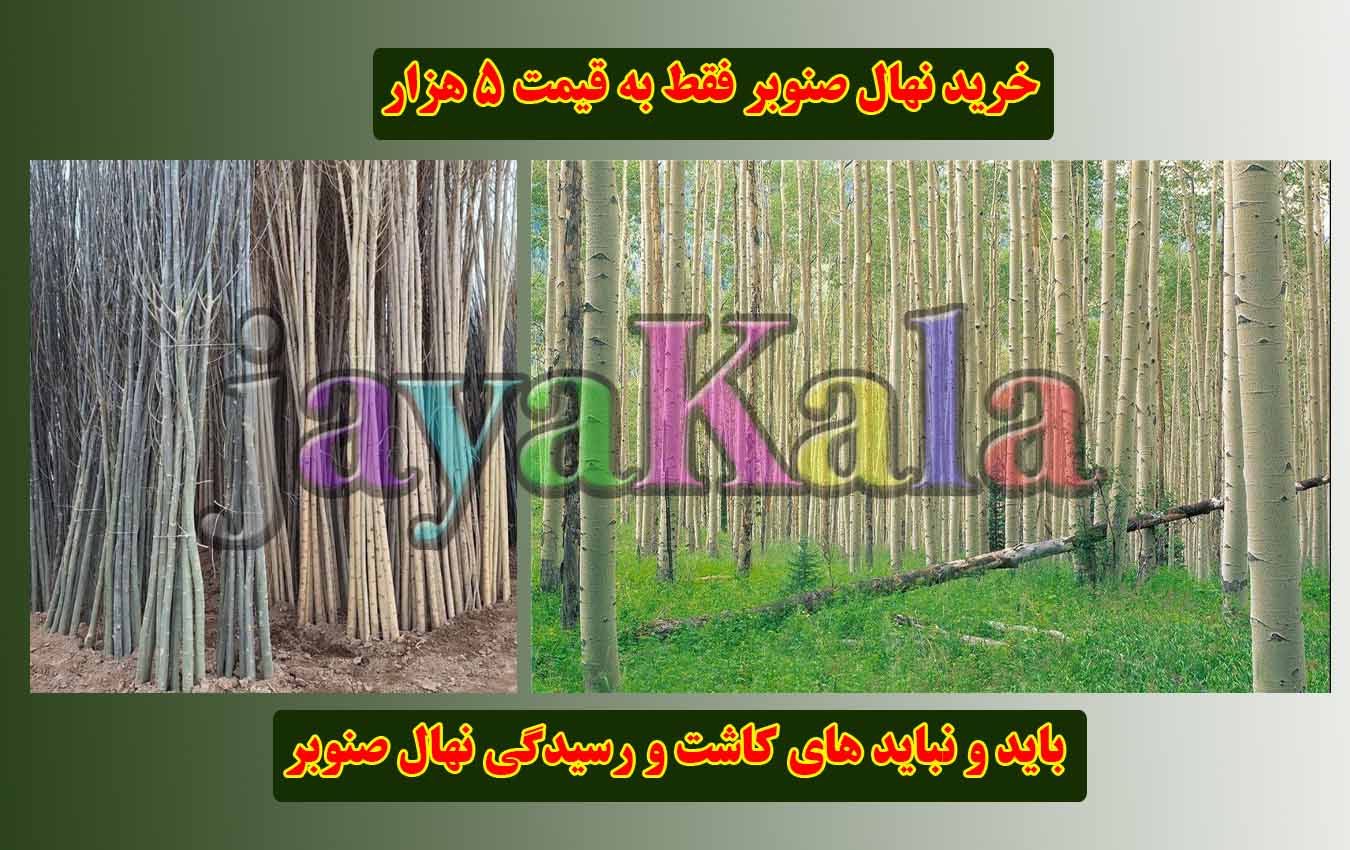 باید و نباید های کاشت و رسیدگی نهال صنوبر