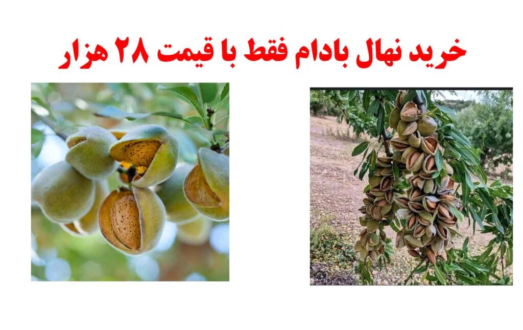 بررسی ویژگی های بارز نهال بادام آذر دیرگل