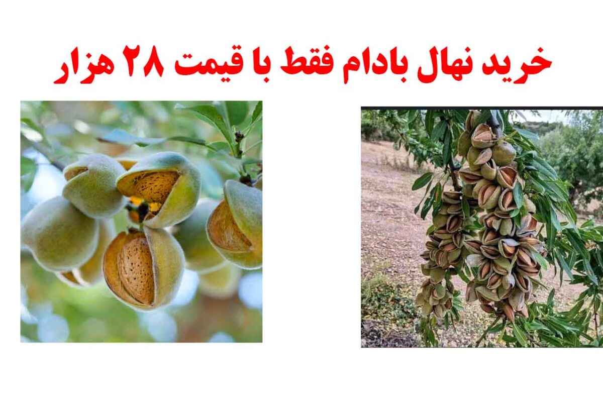 بررسی ویژگی های بارز نهال بادام آذر دیرگل