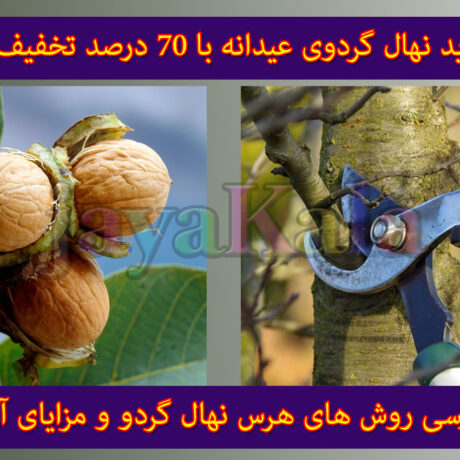 بررسی روش های هرس نهال گردو و مزایای آن
