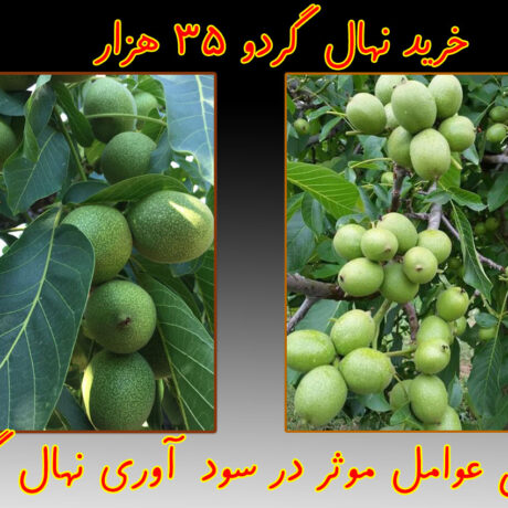 بررسی عوامل موثر در سود آوری نهال گردو