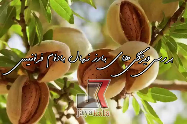 بررسی ویژگی های بارز نهال بادام فرانیس