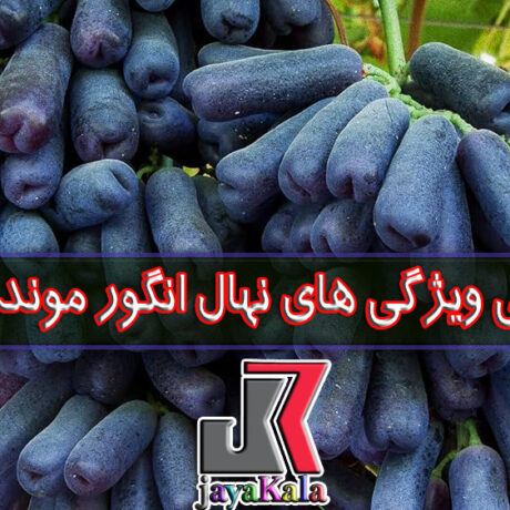بررسی ویژگی های نهال انگور موندراپ
