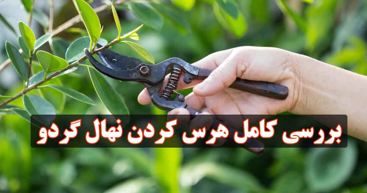 بررسی کامل هرس کردن نهال گردو