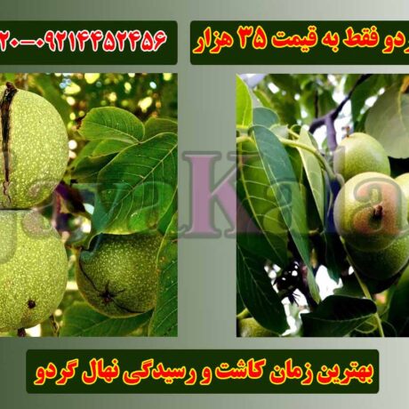 بهترین زمان کاشت و رسیدگی نهال گردو