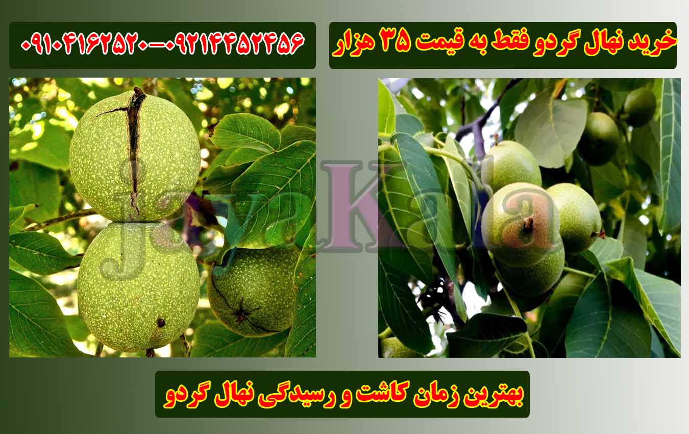 بهترین زمان کاشت و رسیدگی نهال گردو