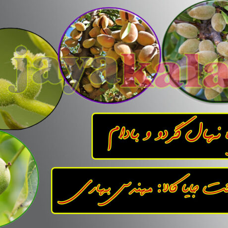 چگونه می توان برای مناطق مرطوب نهال بادام کاشت