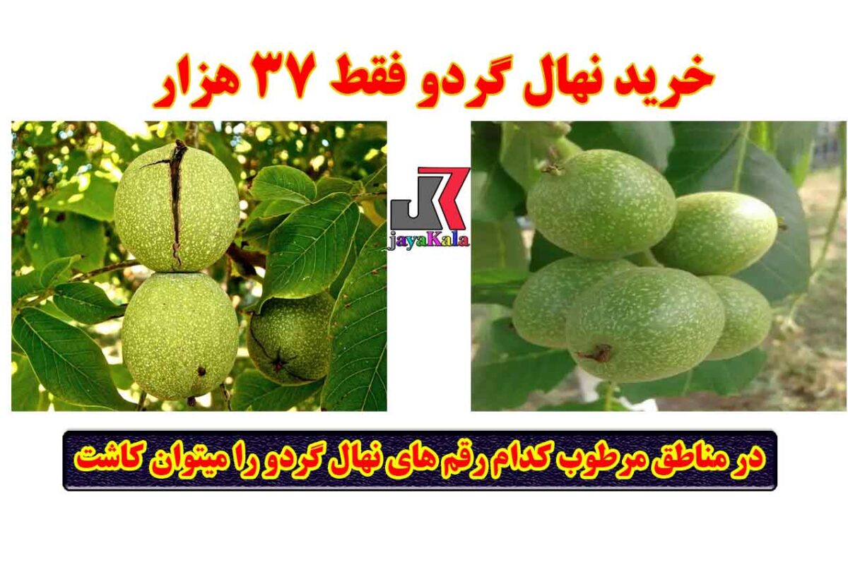 گردو ژنوتیپ تیپ 9: این رقم اصلاح‌شده برای شرایط مختلف آب‌وهوایی، از جمله مناطق مرطوب، مناسب است.