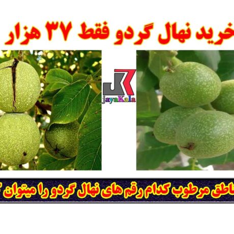 گردو ژنوتیپ تیپ 9: این رقم اصلاح‌شده برای شرایط مختلف آب‌وهوایی، از جمله مناطق مرطوب، مناسب است.