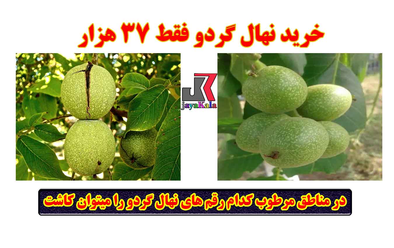 گردو ژنوتیپ تیپ 9: این رقم اصلاح‌شده برای شرایط مختلف آب‌وهوایی، از جمله مناطق مرطوب، مناسب است.