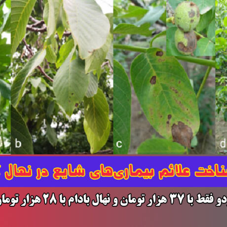 شناسایی و شناخت علائم بیماری‌های شایع در نهال گردو