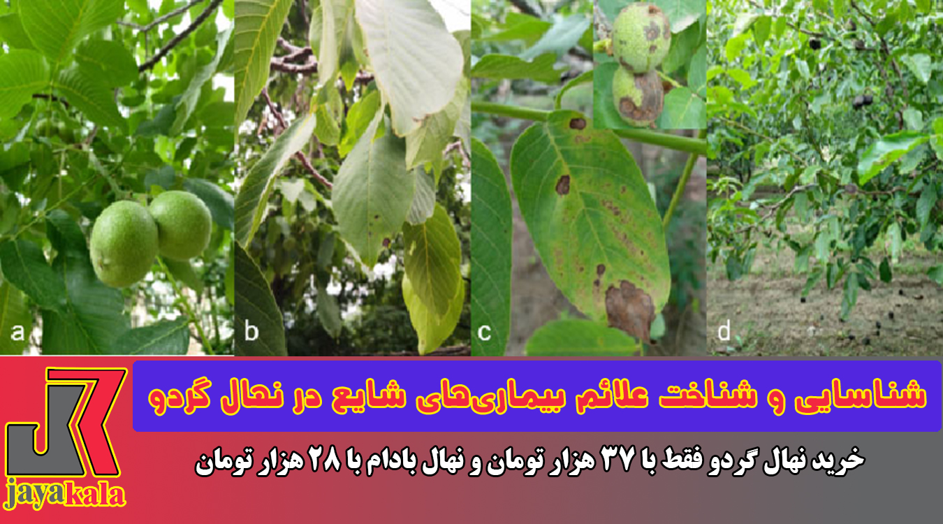 شناسایی و شناخت علائم بیماری‌های شایع در نهال گردو