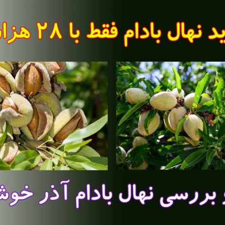 نقد و بررسی نهال بادام آذر خوشه ای
