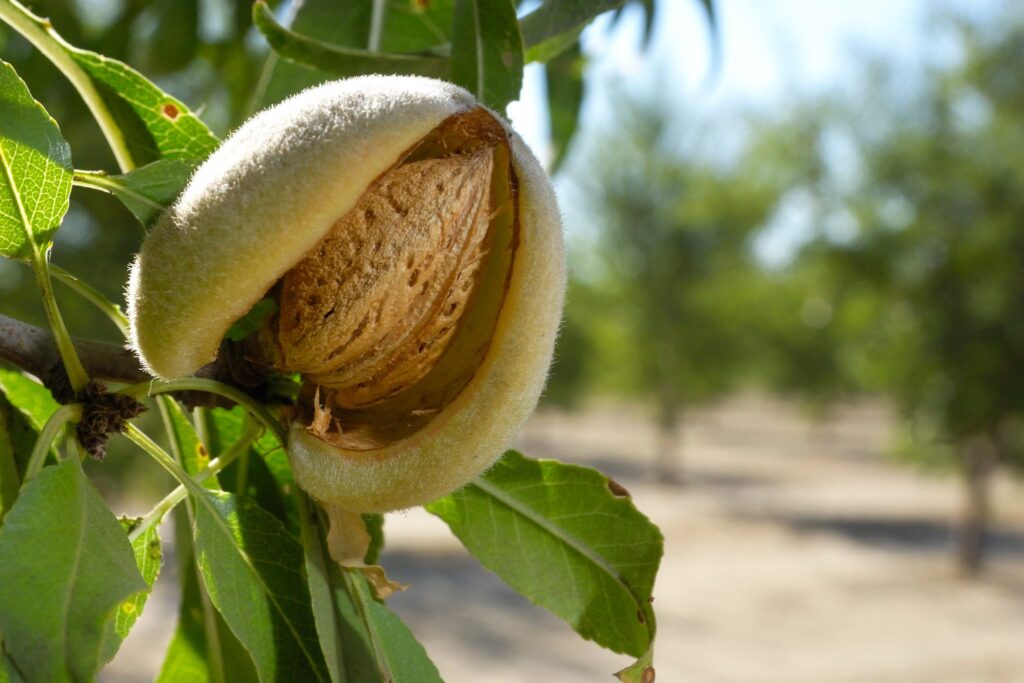 نگهداری و مراقبت از نهال بادام