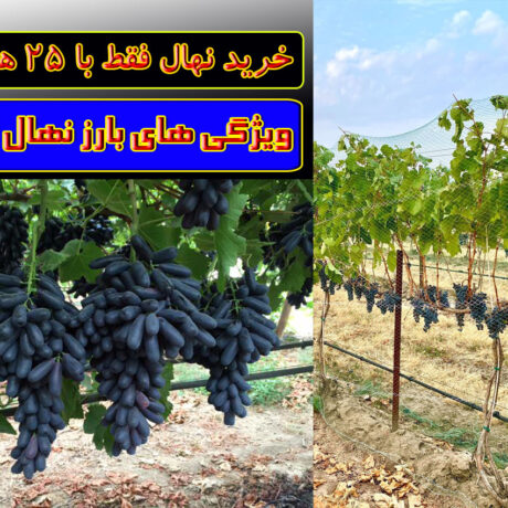 ویژگی های بارز نهال انگور دیم