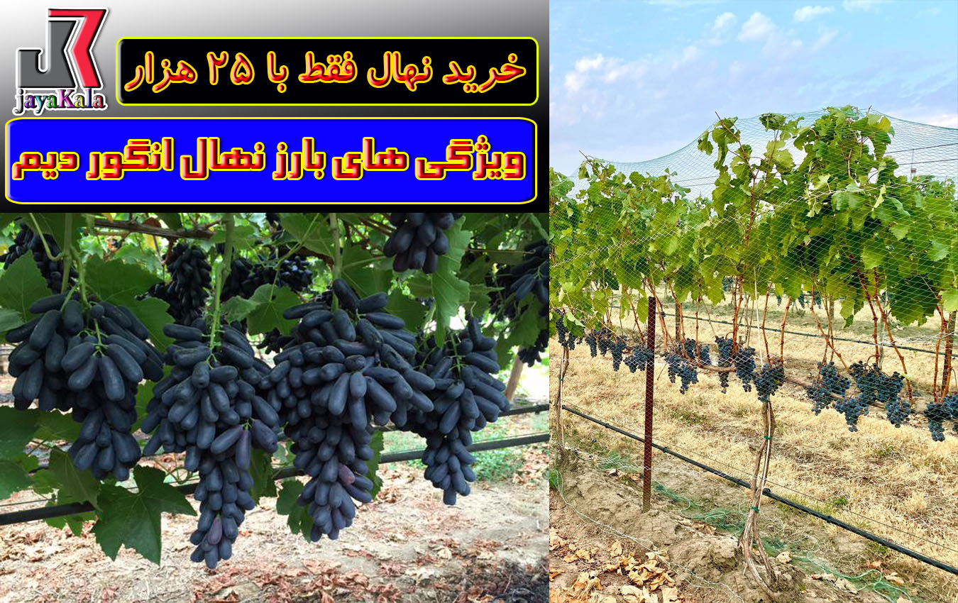 ویژگی های بارز نهال انگور دیم