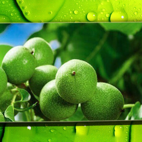 ویژگی های بارز نهال گردو خوشه ای