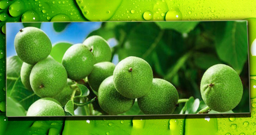 ویژگی های بارز نهال گردو خوشه ای