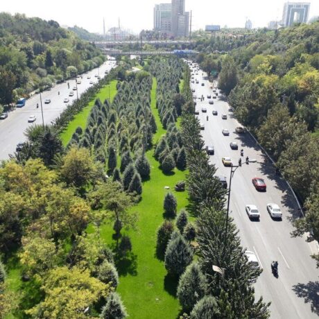 معرفی بهترین نهال ها برای کاشت در معابر داخل شهر
