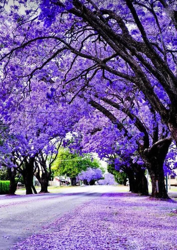 violet tree
