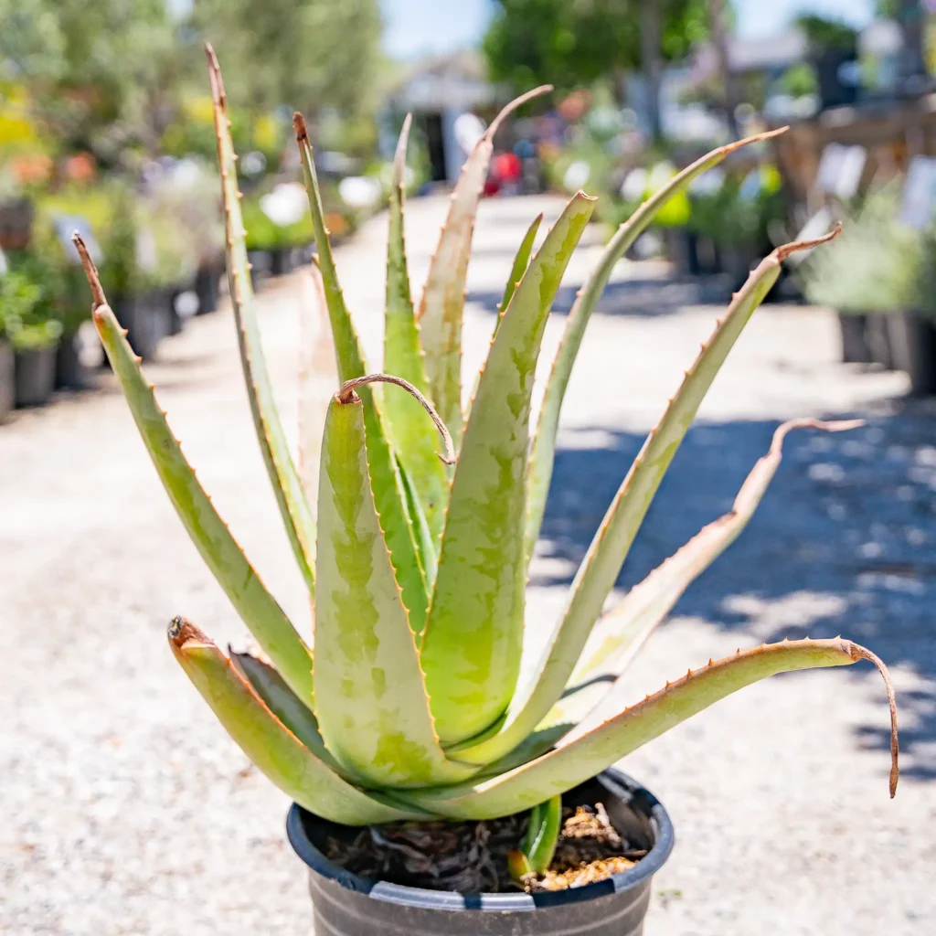 Aloe vera tree
