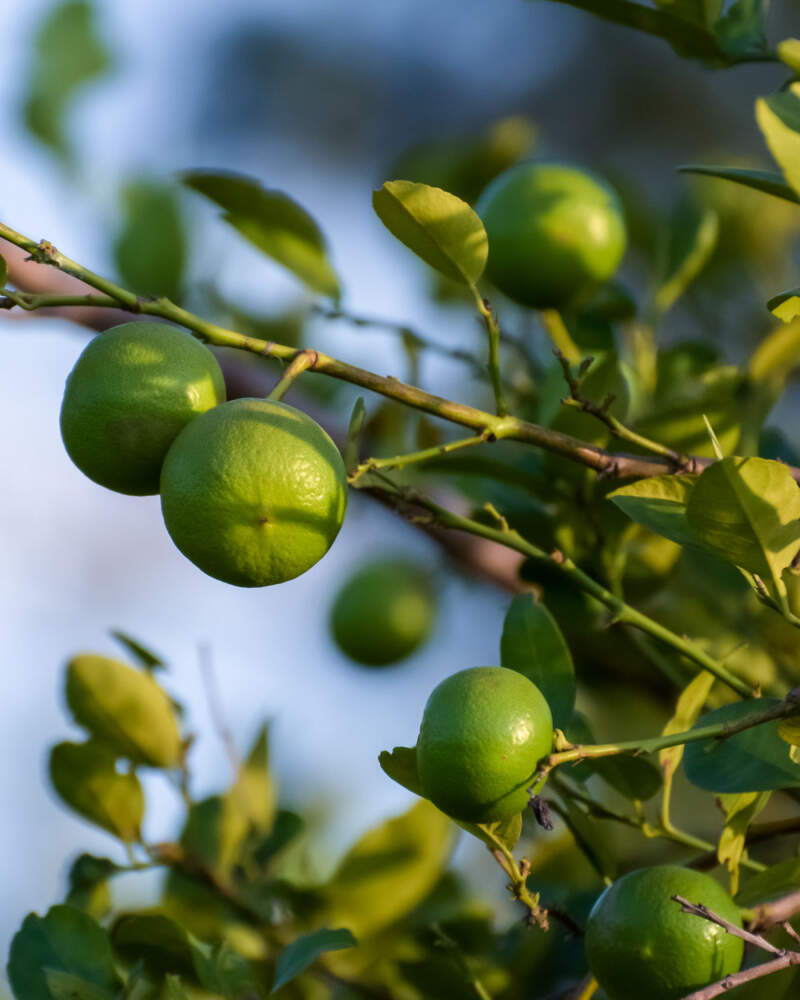 Lime tree
