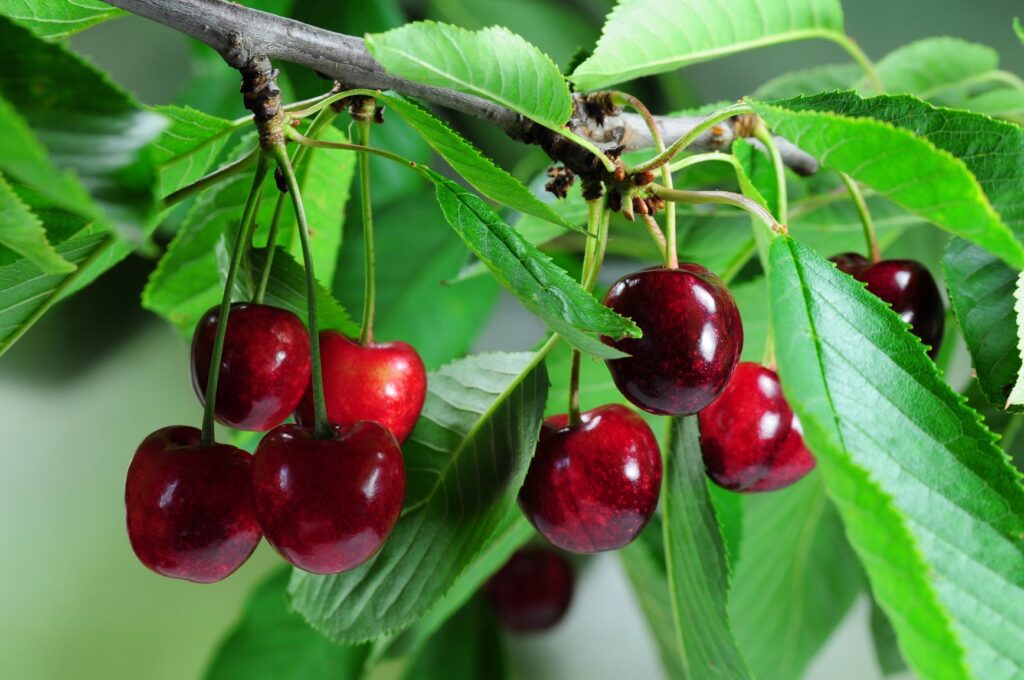 cherry tree
