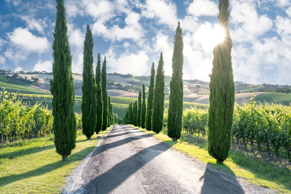 cypress tree
