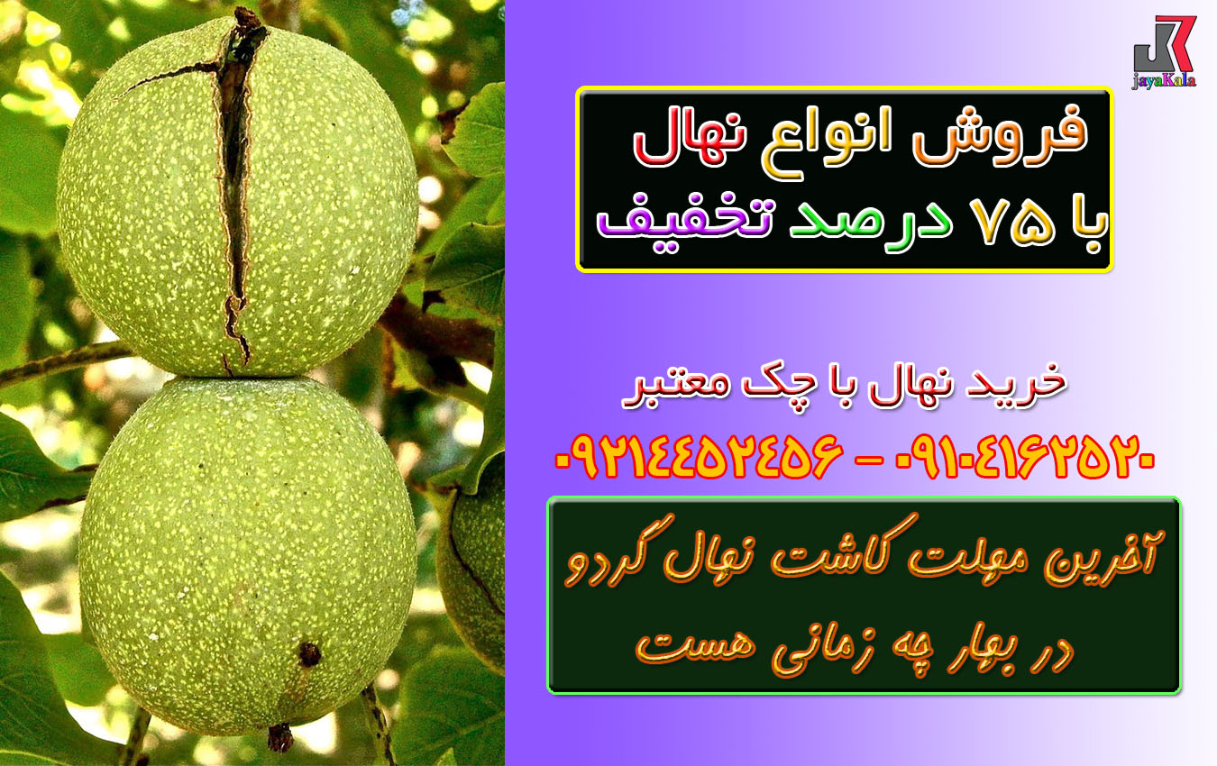 آخرین مهلت کاشت نهال گردو در بهار چه زمانی هست